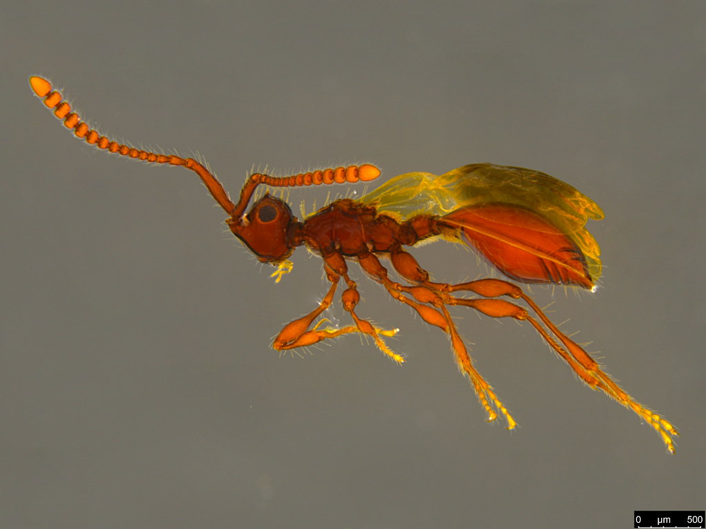 2a - Diapriidae sp.