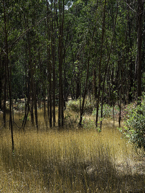 Eucalyptus Grove, Point Pinole