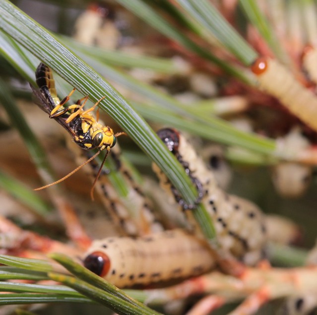 Pine sawfly Diprion pini & ichneumon indet