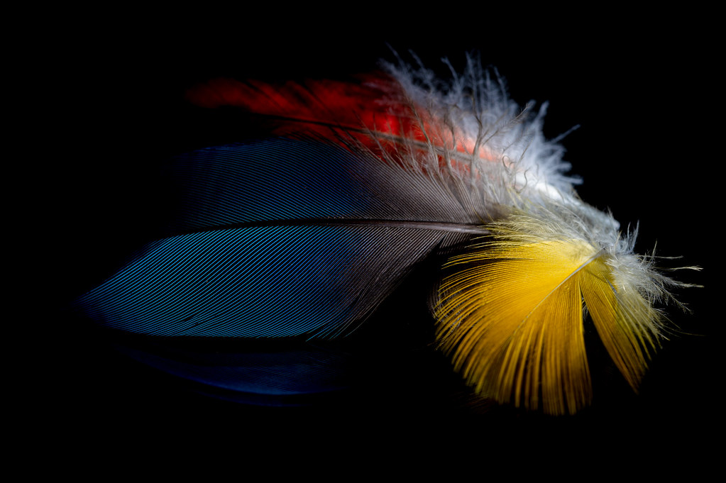 Colorful feathers in the dark - My entry for todays 