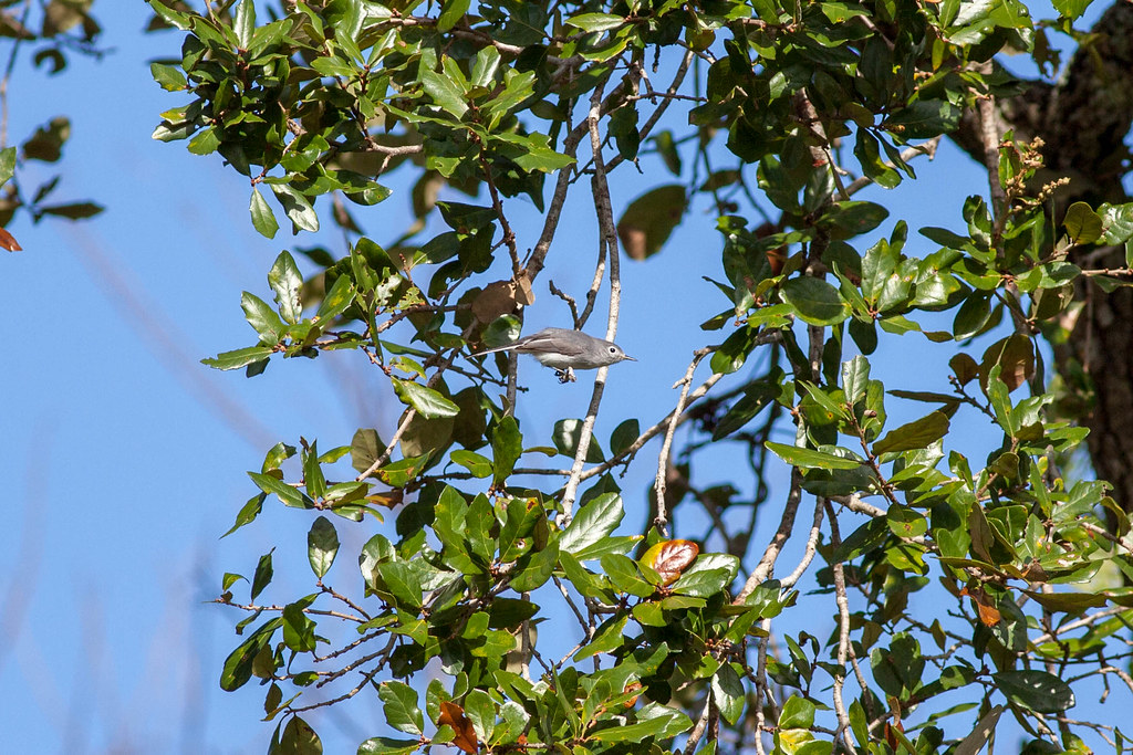 Blue-gray gnatcatcher