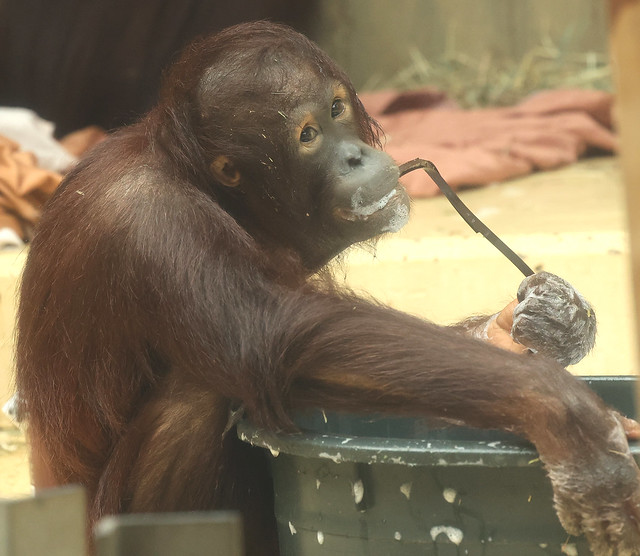 Borneo orangutan Sabbar Ouwehand LF1A1024