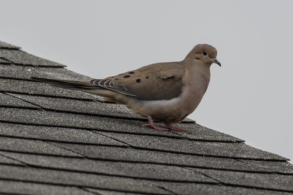 Dove On A Roof