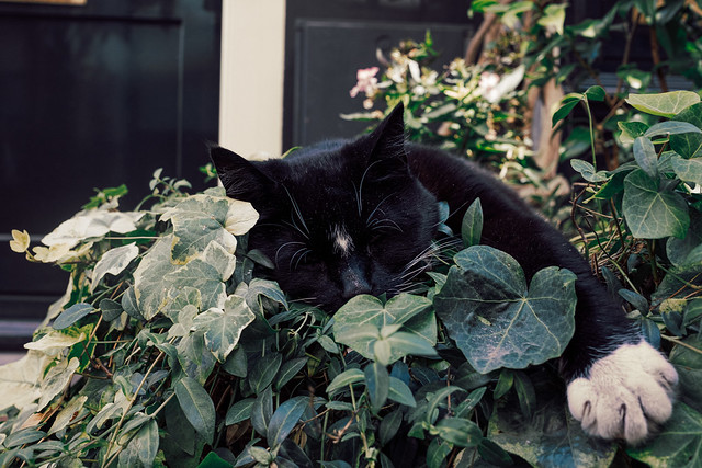cat sleeping between leaves