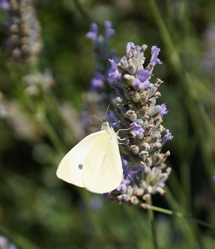 Small White butterfly on Lavender