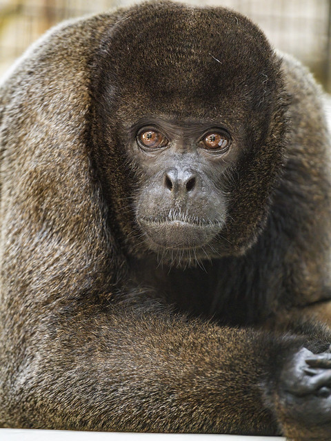Woolly monkey looking at me