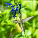 Ruby Throated Hummingbird (20220814-DSC04943)