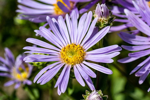 Potsdam, Freundschaftsinsel: Pyrenäen-Aster - Potsdam, Friendship Island:  Pyrenees aster | by riesebusch