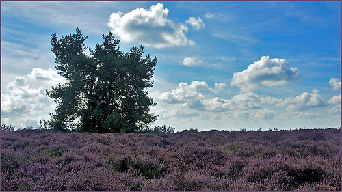 Purple carpet | by Foto Martien