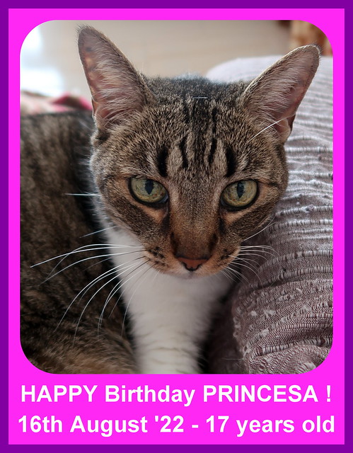 Princesa is a baby today !!! =^.^=