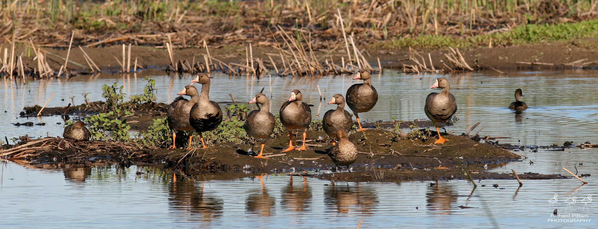Greenland White-fronted Geese