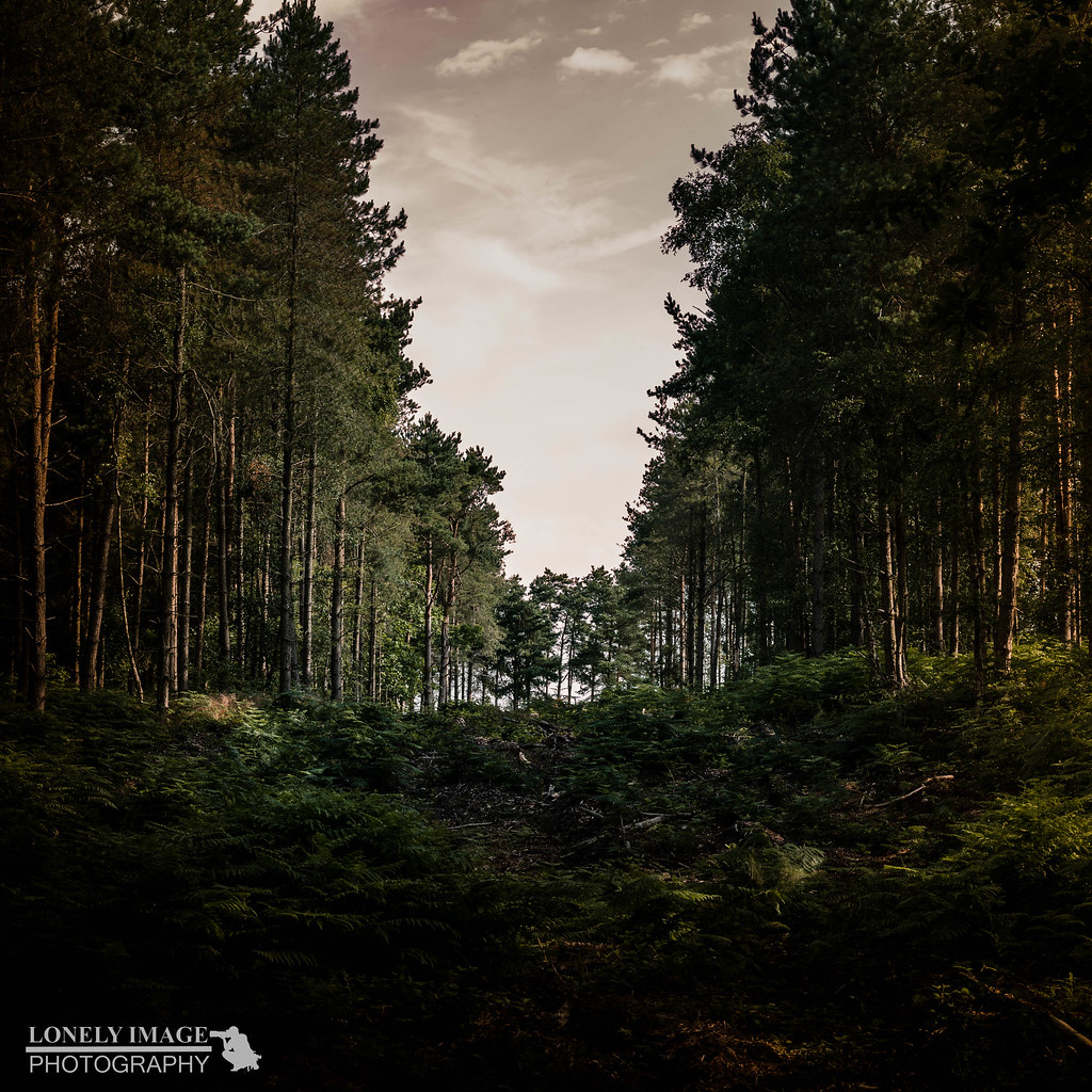 Forest Light Break | Daniel Osborne | Flickr