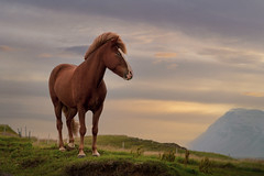 Icelandic Horse  (由  great.escape.photos