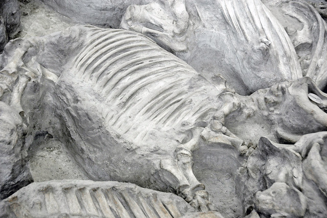 Teleoceras major (fossil barrel-bodied rhino) in volcanic tuff (Ash Hollow Formation, Miocene, 11.83 Ma; Ashfall Fossil Beds, Nebraska, USA) 29