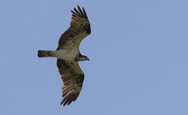 Osprey - Dumfries and Galloway