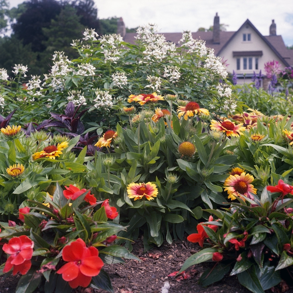 Gairloch Gardens - Rolleiflex 28F - Kodak Gold 200_009