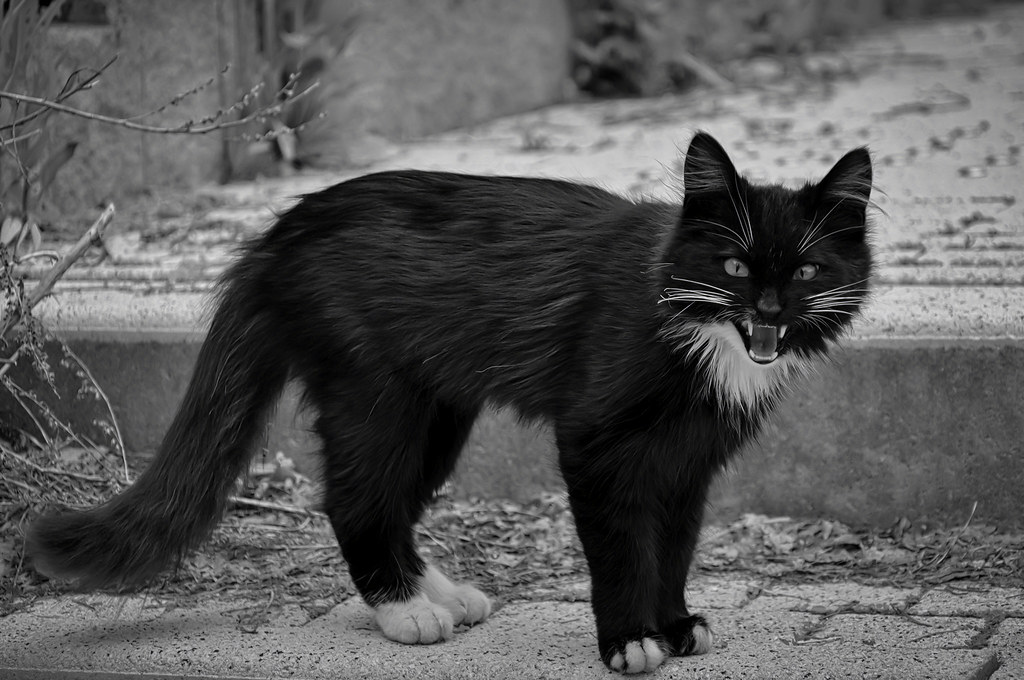 Black and white cat