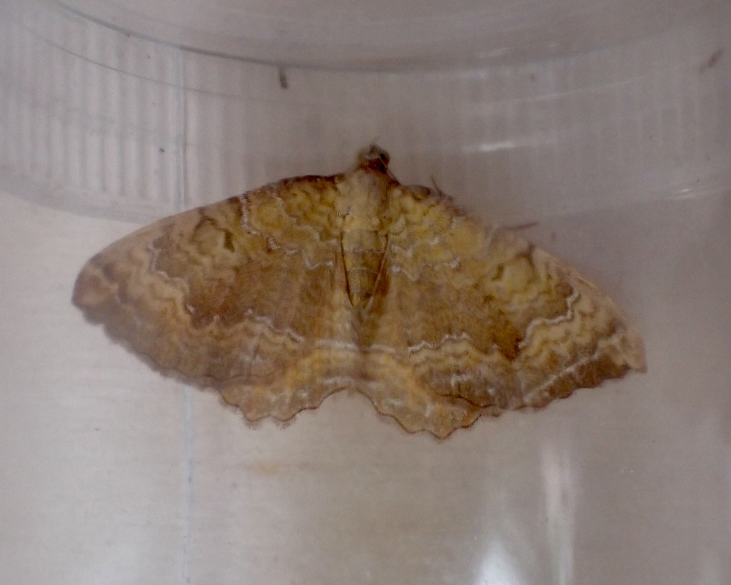 Yellow Shell Name Yellow Shell, Camptogramma bilineata (Linnaeus, 1758) (pla… | Flickr
