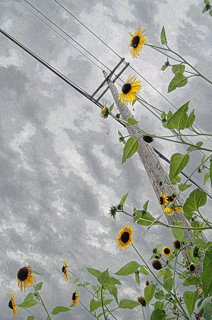 Utility Pole, Stormy Skies, and Sunflowers
