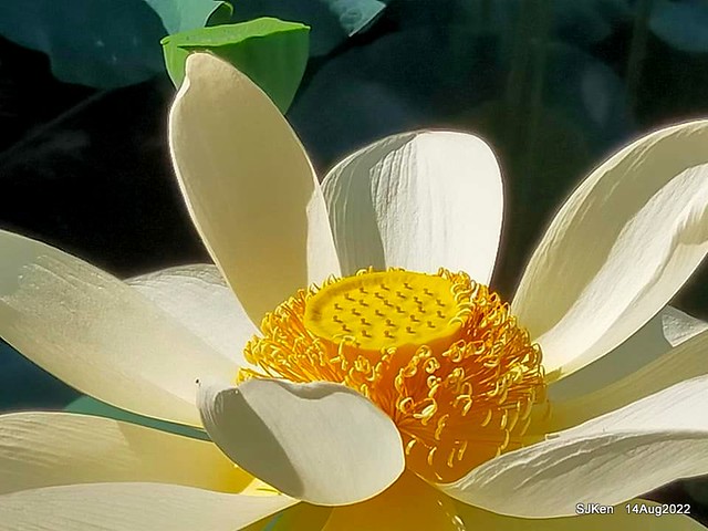 華山大草原荷花池白荷篇(White Lotus at Big Lotus pool at Hwashan creative area), Taipei, Taiwan, SJKen, Aug 14, 2022.