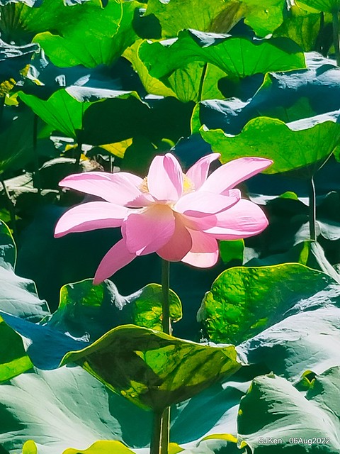 華山大草原荷花池紅荷篇(Red Lotus at Big Lotus pool at Hwashan creative area), Taipei, Taiwan, SJKen, Aug 6, 2022.