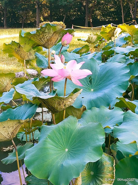華山大草原荷花池紅荷篇(Red Lotus at Big Lotus pool at Hwashan creative area), Taipei, Taiwan, SJKen, Aug 6, 2022.