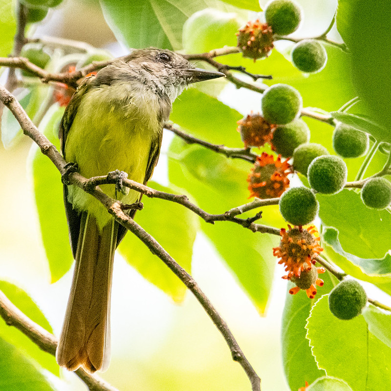 great-crested-flycatcher-in-paper-mulberry-3320