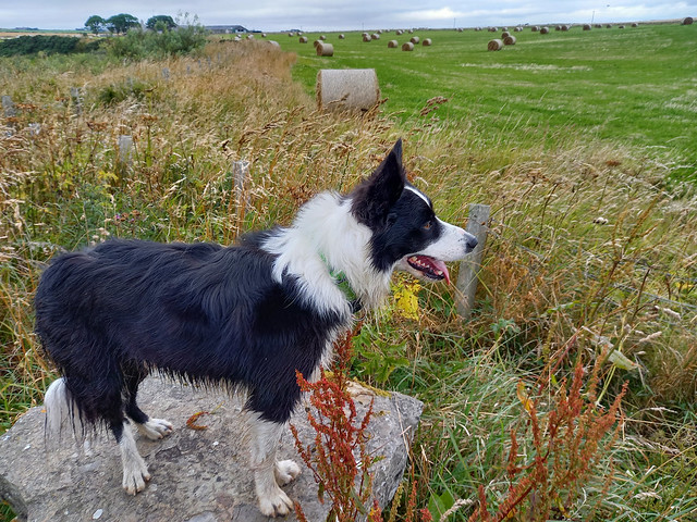 Rufus the border collie at just over 3 years old.