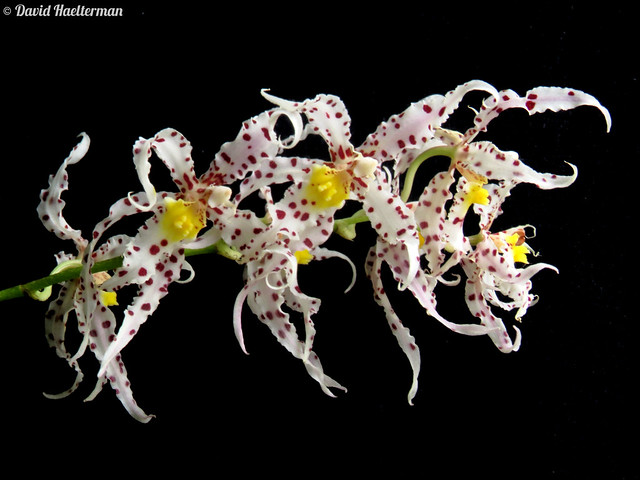 Odontoglossum naevium, rare endemic species from Colombia re-descovered in 2011. Registers for Venezuela are wrong identifications. Plant recently acquired from sustainable origin (not extracted from the wild), result of in vitro reproduction from seeds.