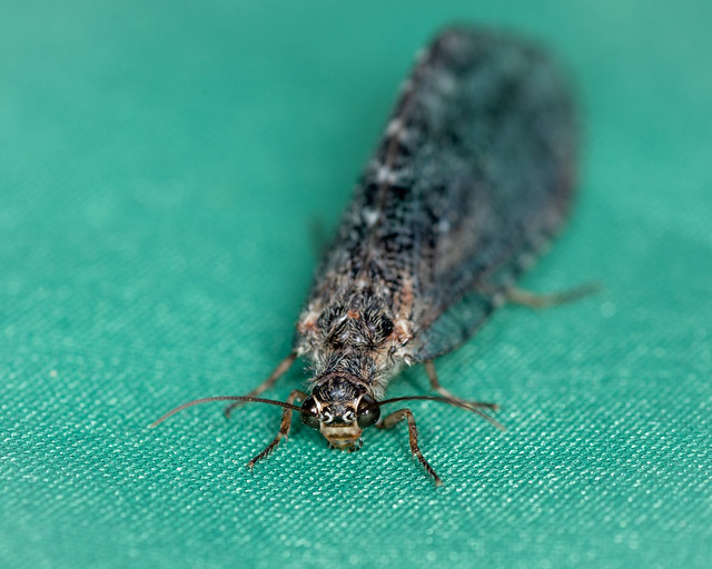 Giant Lacewing I