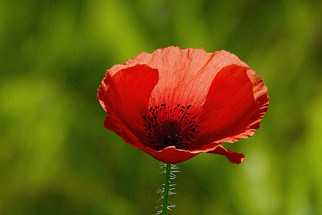 Poppies From Seeds