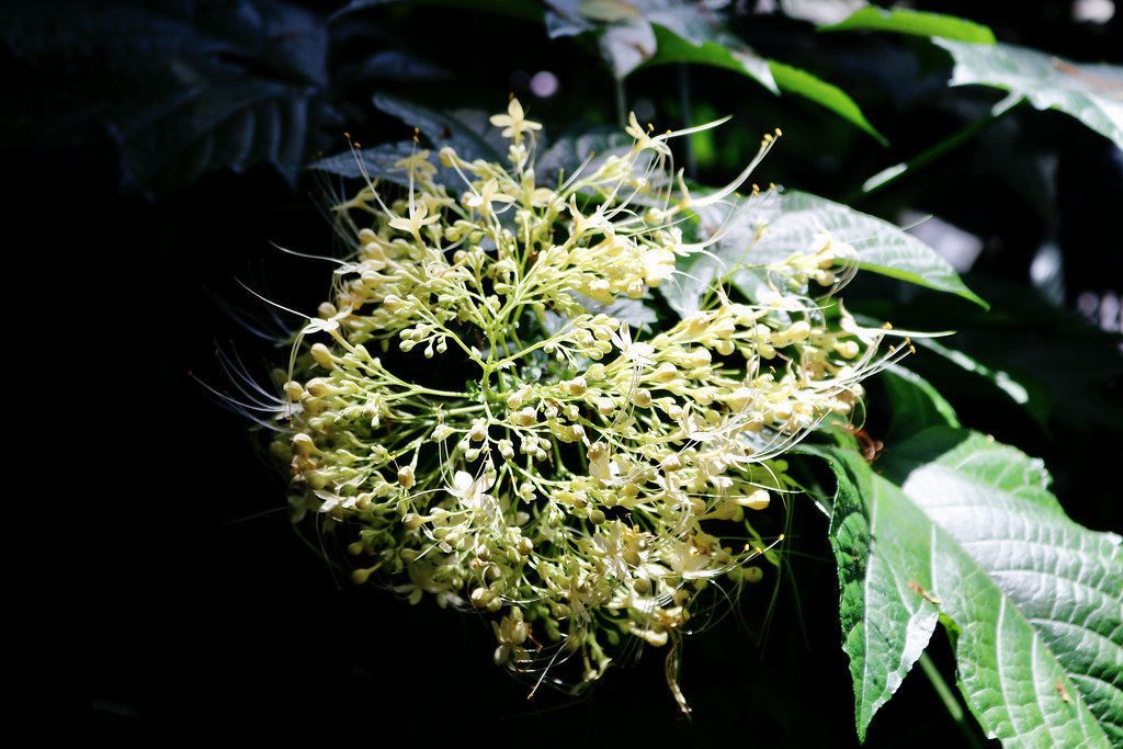Maraca Tree Hawai'i (Big Island) | A blooming yellow ashoka or maraca tr… | Flickr