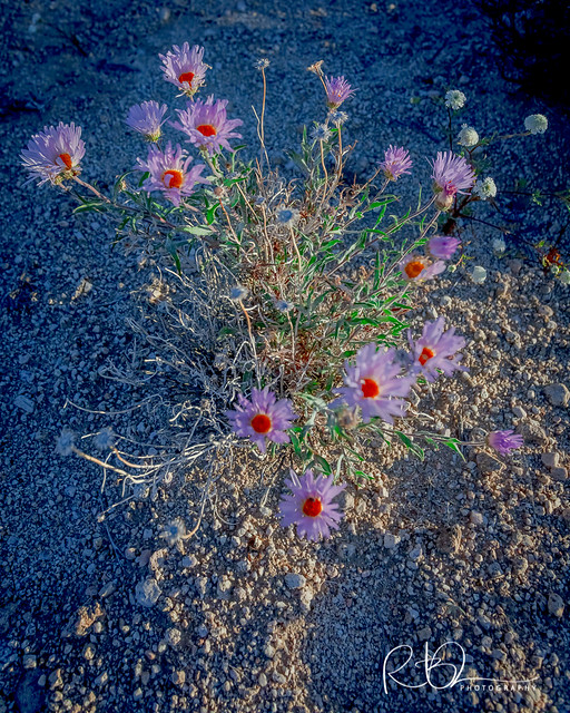 Desert Bouquet