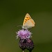 A small copper Butterfly