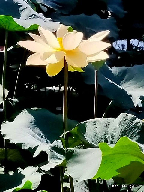 華山大草原荷花池白荷篇(White Lotus at Big Lotus pool at Hwashan creative area), Taipei, Taiwan, SJKen, Aug 14, 2022.