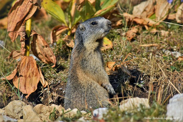 Marmotte (Marmota marmota) (33)