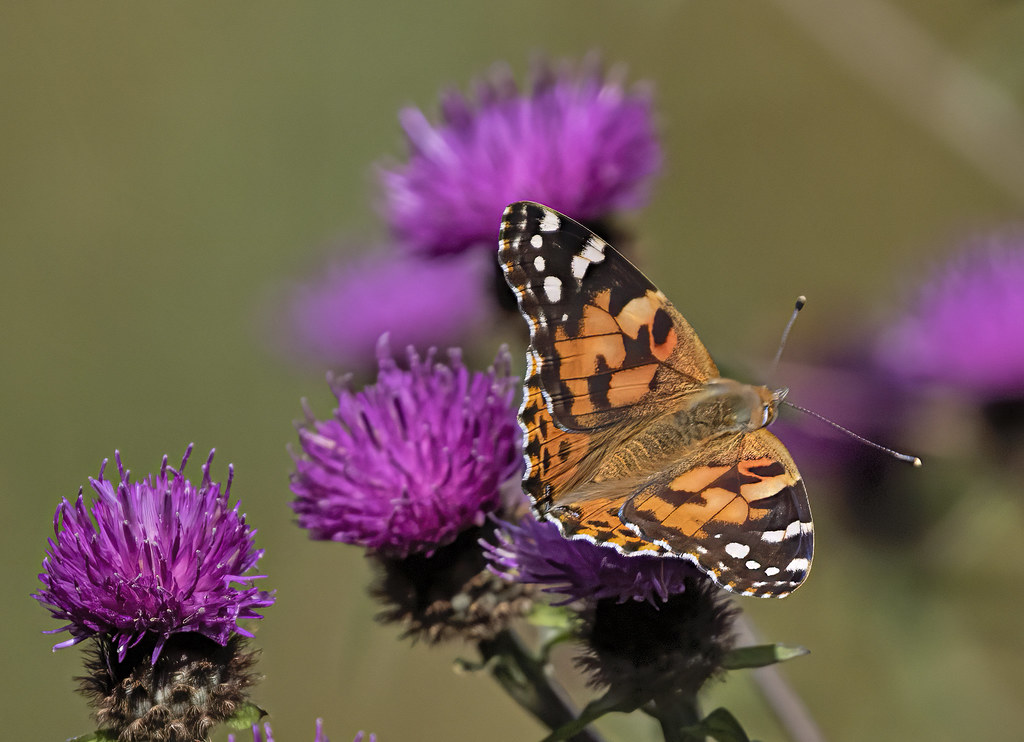 Painted Lady On Thistle