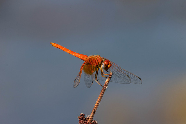 Orange-winged Dropwing - Trithemis Kirbyi