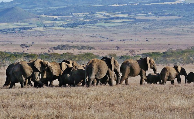 Elephant Herd (Loxodonta africana)