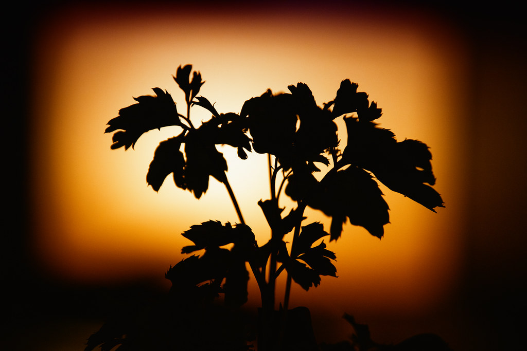 Shadow image of plant