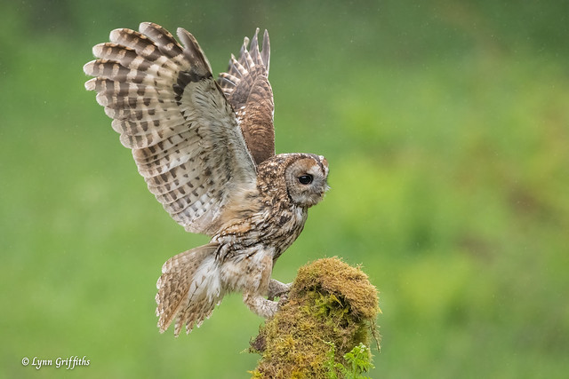 Tawny Owl - Wild 850_8312.jpg