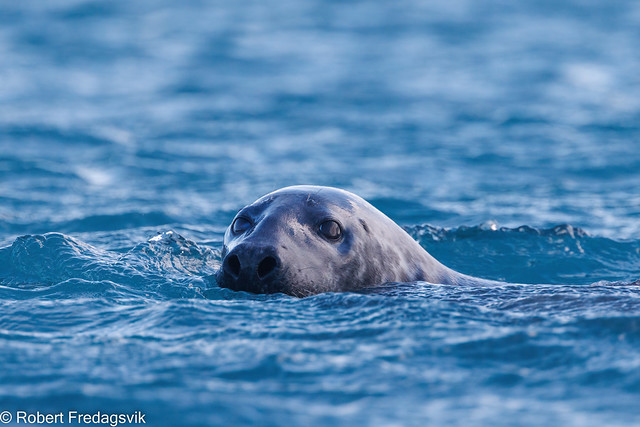 Havert - Grey seal