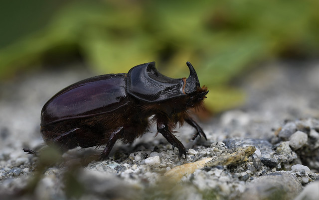 Rhinoceros Beetle (Oryctes nasicornis) male