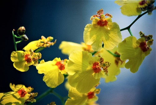 orchidées : nos floraisons au fil des saisons 2010-2013-2014  52291839223_536f151f8d