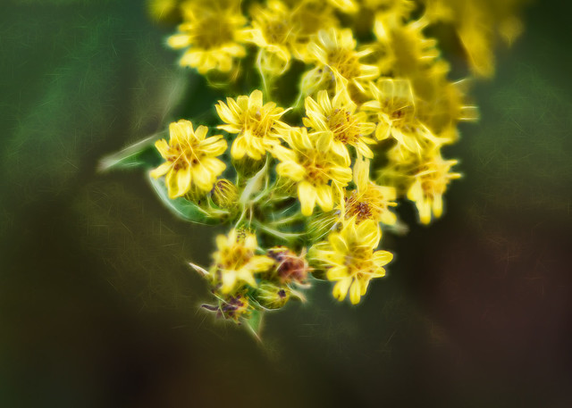Tiny yellow flowers