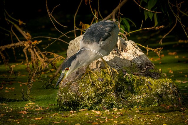 Black Crowned Night Heron