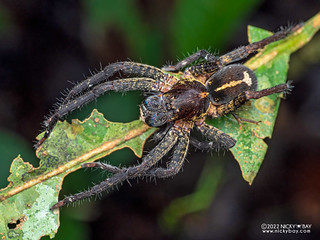 Wandering spider (Ctenidae) - P6101153