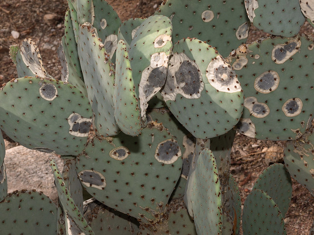 Pad spots on prickly pear cactus at Tohono Chul, July 2022