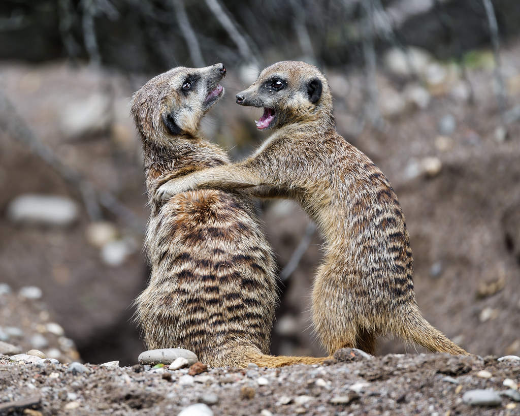 Meerkats fighting I
