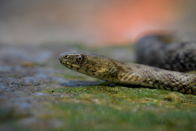 Dice Snake (Natrix tesselata)